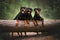 Three happy rottweiler dogs posing in the forest