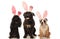 Three happy seated dogs wearing easter bunny ears