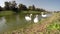 Three Happy Swans ar Dancing