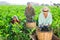 Three hardworking farmers harvest ripe eggplants