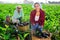 Three hardworking farmers harvest ripe eggplants