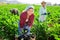 Three hardworking farmers harvest ripe eggplants