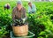 Three hardworking farmers harvest ripe eggplants