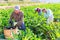 Three hardworking farmers harvest ripe eggplants