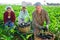 Three hardworking farmers harvest ripe eggplants