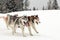Three hardy domestic dogs Siberian Husky in a team quickly run on a snowy winter crust.