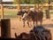 Three heads of cattle on Brazilian ranch