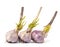 Three heads of garlic with sprouted green sprouts isolated on a white