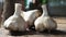 Three heads of Messidor garlic on a wooden background. This variety is high yielding, good quality, ripens early and has high