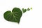 Three heart-shaped green ivy leaves staggered side by side