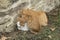 Three heating white and yellow cats in a pile