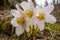 Three Hellebores in nature