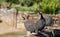Three Helmeted Guineafowls on Wooden Set