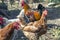 three hens with a in a home farmstead