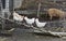 Three hens walking on a chicken ladder