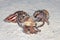 Three hermit crabs