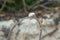 Three hermit crabs climbed on dry branch at the white sandy tropical beach