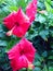 Three hibiscus flowers