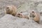 Three hiding prairie dogs (genus Cynomys)