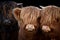 Three Highland calves close-up