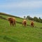 Three Highland Cattle Bulls