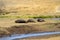 Three Hippo napping on the edge