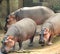 Three Hippopotami Wandering at zoo, Trivandrum Zoo