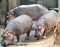 Three Hippopotami at zoo, Trivandrum Zoo