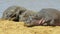 Three hippos sunbathing on the river bank at masai mara, kenya