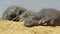 Three hippos sunbathing on the river bank at masai mara, kenya