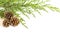 Three holiday gold pine cones and fir branch isolated on white