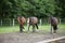 Three Holsteiner horses