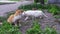 Three Homeless Cats on the Street in the Park