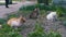 Three Homeless Cats on the Street in the Park