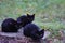 Three homeless little black cats sit on the street and freeze