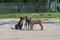 Three homeless puppies playing each other