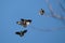 Three hooded crows Corvus cornix chase the common buzzard Buteo buteo