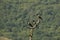 Three Hooded Crows Corvus cornix siting on the branch