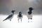 Three hooded crows, corvus cornix, sitting on a snow.