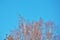 Three hooded crows perching on the top of the birch tree against the background of clear blue sky