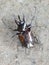 three horned beetle