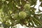 Three horse-chestnut seeds hanging on tree