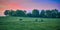 Three horse grazing at early dawn in a field