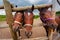 Three horse muzzle in the aviary