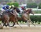 Three Horses Battle in The Iroquios Stakes at Belmont Park