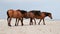 Three horses on a beach