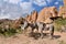 Three horses in a beautiful Pink Valley,Cappadocia, Turkey