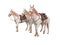 Three horses in bridle go 3d render on white background no shadow