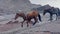 Three horses descent downhill on icy gergeti glacier in KAzbegi national park. Climb KAzbek mountain peak. Horses carry bags to
