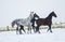 Three horses of different colors running in the paddock